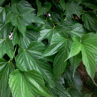 Amoreira com folhas de pl&aacute;tano est&eacute;ril