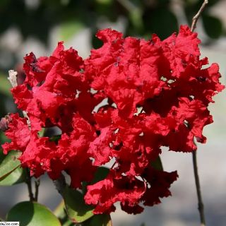 Lagerstroemia