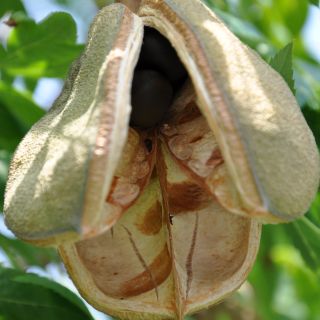 Xanthoceras sorbifolium