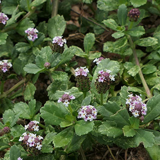 Verveine nodiflore