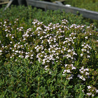 Thym serpolet