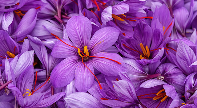 Crocus Safran Crocus Safran