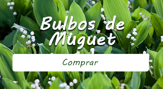 Pide tus bulbos de lirio de los valles Pide tus bulbos de lirio de los valles