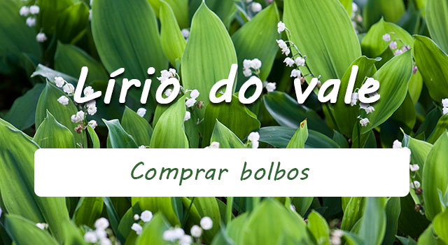 Encomende os seus bolbos de lírio-do-vale. Encomende os seus bolbos de lírio-do-vale.