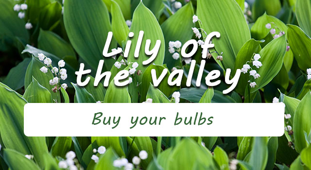 Order your lily of the valley bulbs