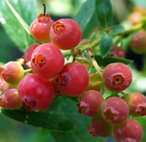 Arándano con frutos rosas 'Pink lemonade'